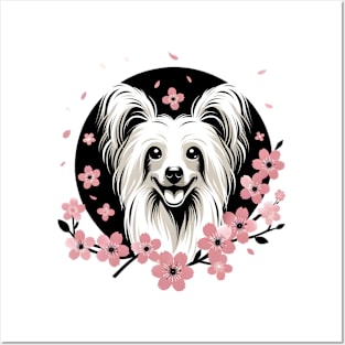 Chinese Crested Embraces Spring with Cherry Blossoms Posters and Art